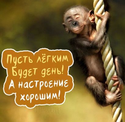 Открытка «Добрый день»: Улыбчивое утро с обезьянкой: легкий день и хорошее настроение. Тэги: Добрый день и добрые пож…