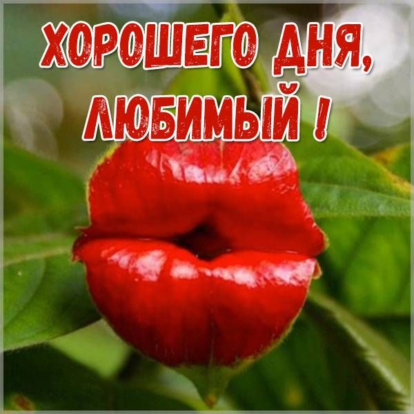 Открытка «Добрый день»: Яркий поцелуй для любимого!. Тэги: Добрый день и добрые пожелания, Добрый день, необычные…