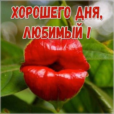 Открытка «Добрый день»: Яркий поцелуй для любимого!. Тэги: Добрый день и добрые пожелания, Добрый день, необычные…