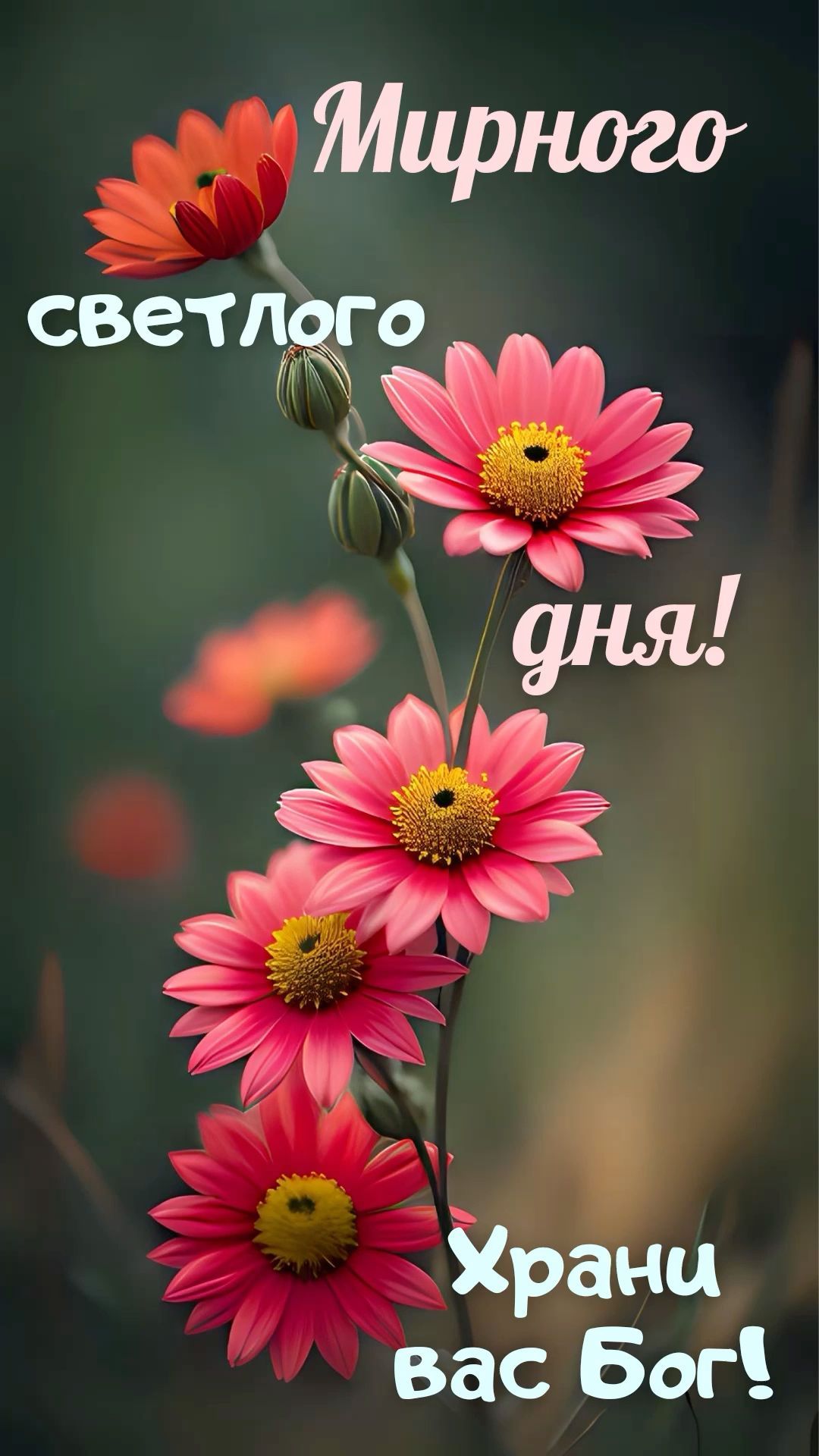 Открытка «Хорошего дня»: Мирного светлого дня! Нежные цветы. Тэги: пожелание, позитивная, утро, красивая, цветок…
