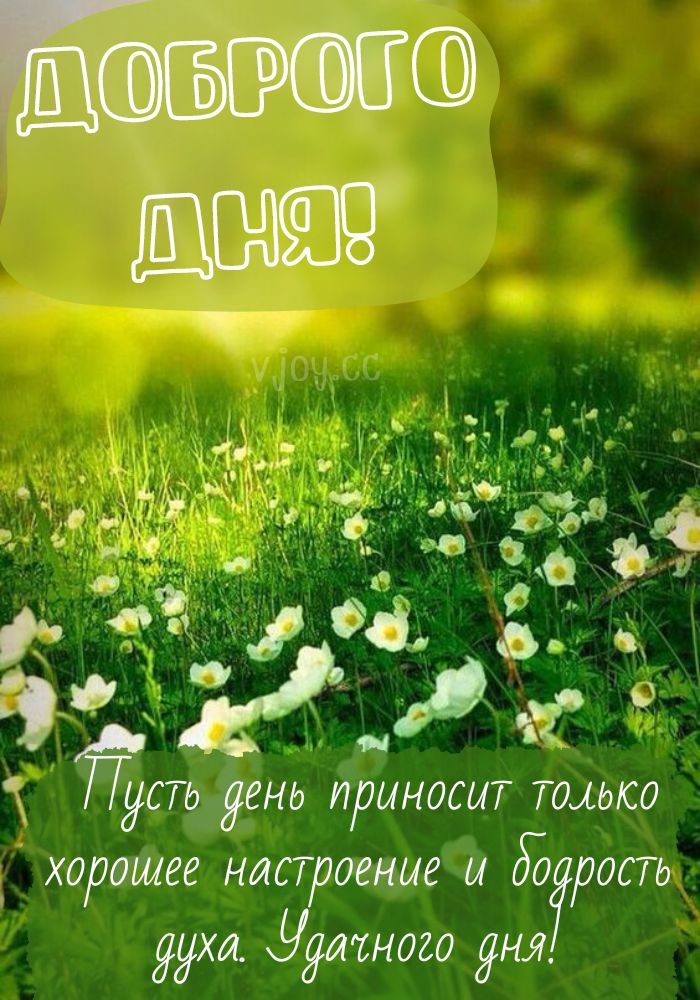 Открытка «Хорошего дня»: Доброго дня: весенние цветы и хорошее настроение. Тэги: пожелание, позитивная, отличное наст…