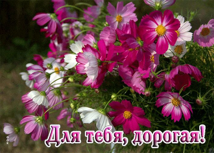 Открытка «С добрым утром»: Доброе утро, дорогая! Нежные цветы для тебя.. Тэги: пожелание, позитивная, отличное настро…