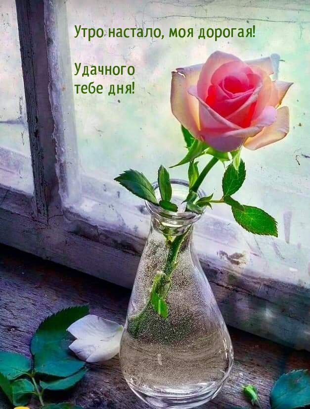 Открытка «С добрым утром»: Нежное утро с розой для дорогой. Тэги: хорошего дня, пожелание, позитивная, утро, подруга…