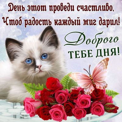 Открытка «Кот»: Милый котенок и розы: Счастливого дня!. Тэги: животное, пожелание, позитивная, друг, подруга, красивая…