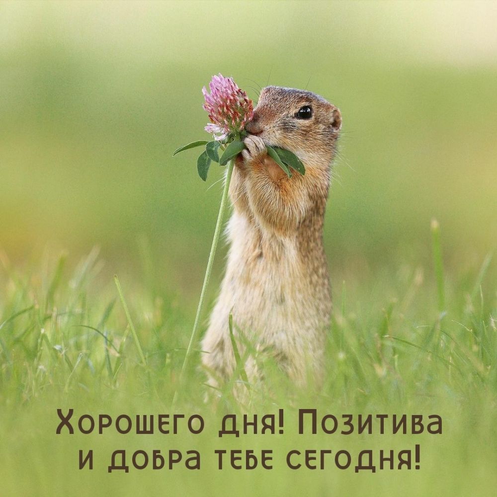 Открытка «Добрый день»: Милый суслик с клевером: позитива на весь день!. Тэги: Добрый день и добрые пожелания, Добрый…
