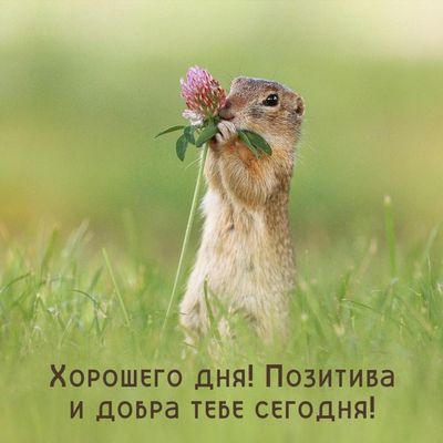 Открытка «Добрый день»: Милый суслик с клевером: позитива на весь день!. Тэги: Добрый день и добрые пожелания, Добрый…