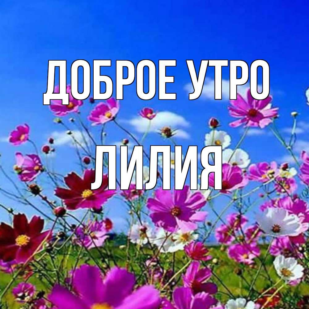 Открытка «С добрым утром»: Доброе утро, Лилия! Цветочный привет. Тэги: пожелание, позитивная, красивая, цветок, нежная…