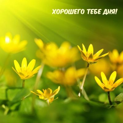 Открытка «С добрым утром»: Солнечные цветы и яркие пожелания хорошего дня!. Тэги: хорошего дня, пожелание, позитивная…