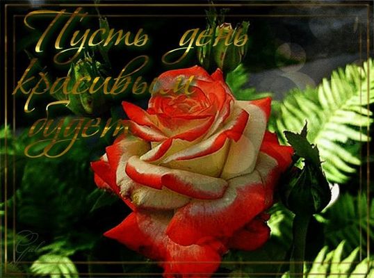 Открытка «С добрым утром»: Пусть день красивым будет!. Тэги: хорошего дня, пожелание, позитивная, утро, красивая…