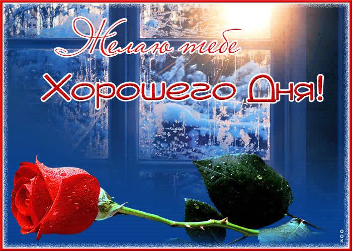 Открытка «Хорошего дня»: Доброе зимнее утро и нежная роза. Тэги: пожелание, позитивная, утро, красивая, цветок, окно…
