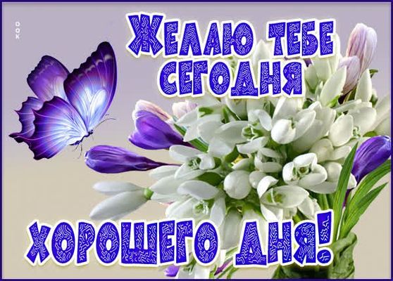 Открытка «С добрым утром»: Нежное утро: бабочка, цветы и лучший день!. Тэги: хорошего дня, пожелание, позитивная…