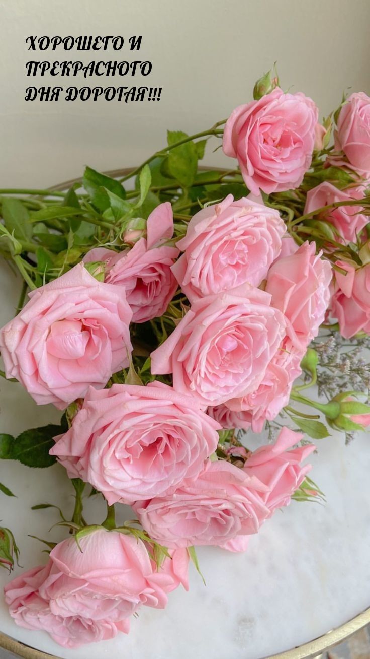 Открытка «Пожелание»: Нежные розы: Хорошего дня, дорогая!. Тэги: позитивная, утро, подруга, женщина, красивая, цветок…