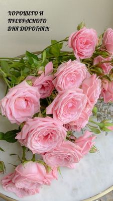 Открытка «Пожелание»: Нежные розы: Хорошего дня, дорогая!. Тэги: позитивная, утро, подруга, женщина, красивая, цветок…