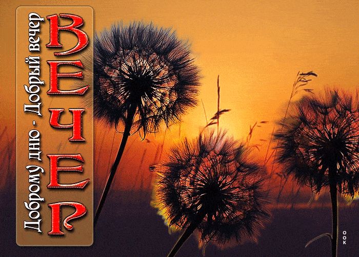 Открытка «Пожелание»: Доброму дню - Добрый вечер. Тэги: позитивная, отличное настроение, красивая, добрый день, цветок…