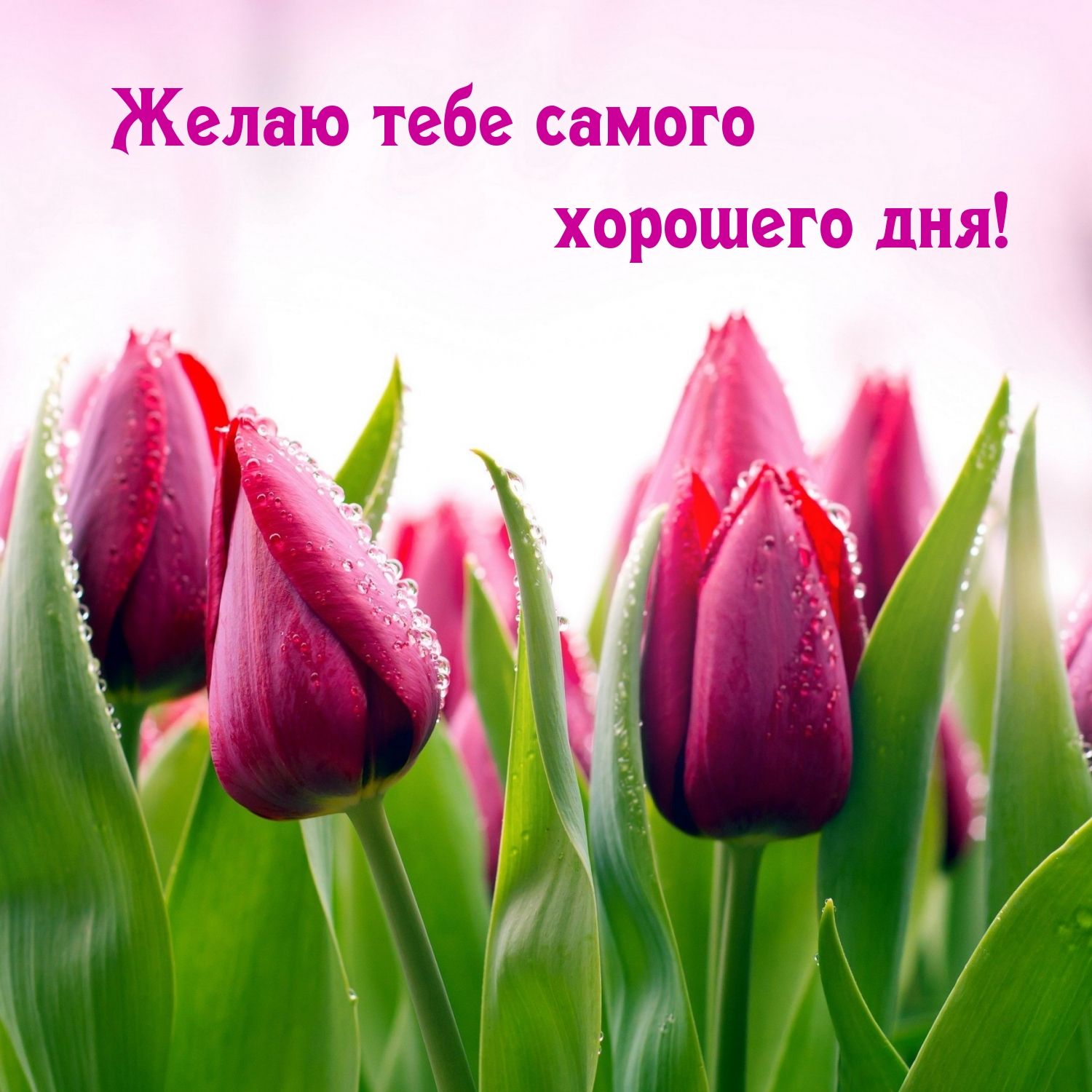 Открытка «Хорошего дня»: Желаю самого хорошего дня с нежными тюльпанами. Тэги: пожелание, позитивная, красивая, цветок…