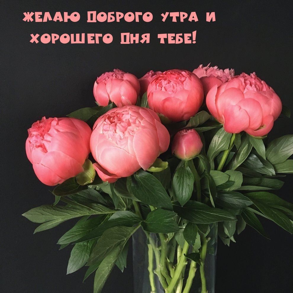Открытка «С добрым утром»: Нежные пионы для доброго утра и хорошего дня!. Тэги: хорошего дня, пожелание, позитивная…