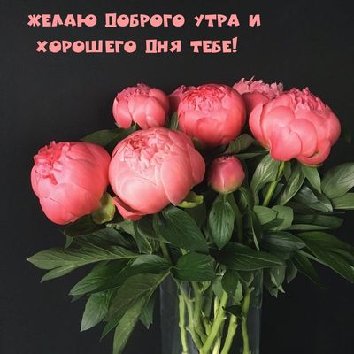 Открытка «С добрым утром»: Нежные пионы для доброго утра и хорошего дня!. Тэги: хорошего дня, пожелание, позитивная…