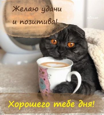 Открытка «Хорошего дня»: Кот с кофе желает удачи и позитивного дня!. Тэги: кот, животное, пожелание, позитивная, утро…