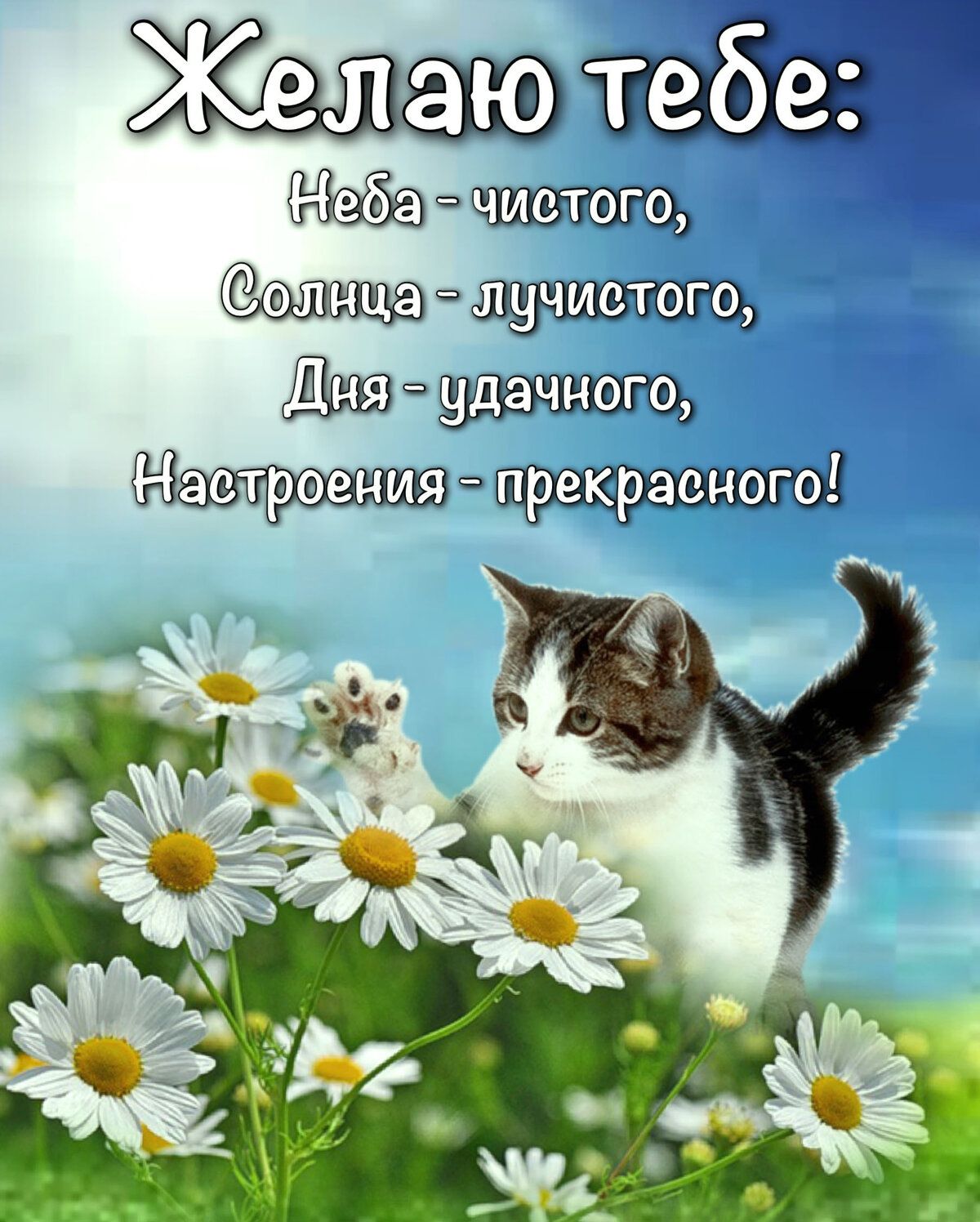 Открытка «С добрым утром»: Доброе утро! Желаю тебе чистого неба и лучистого солнца. Тэги: хорошего дня, кот, животное…