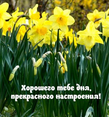 Открытка «Хорошего дня»: Яркие нарциссы для прекрасного настроения!. Тэги: пожелание, позитивная, утро, красивая…