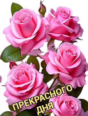 Открытка «Хорошего дня»: Прекрасного дня с букетом нежных розовых роз. Тэги: пожелание, позитивная, отличное настроен…