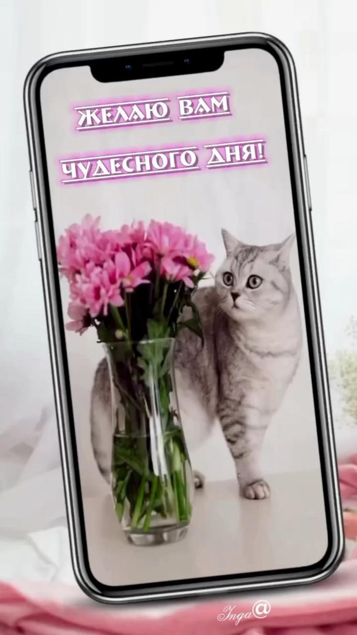 Открытка «Добрый день»: Серый котик и цветы желают чудесного дня. Тэги: Добрый день и добрые пожелания, Добрый день…