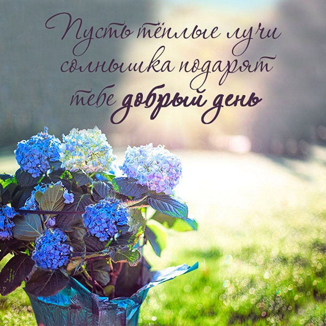 Открытка «Добрый день»: Доброе утро: Нежность гортензии и лучи солнца. Тэги: Добрый день и добрые пожелания, Добрый д…