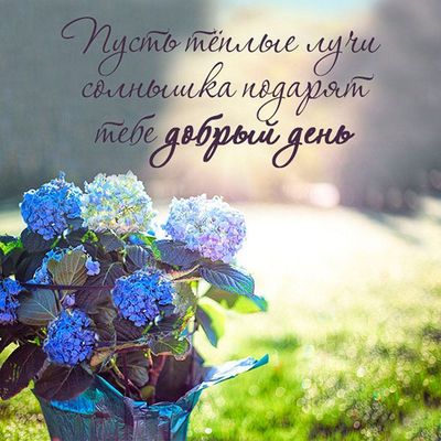 Открытка «Добрый день»: Доброе утро: Нежность гортензии и лучи солнца. Тэги: Добрый день и добрые пожелания, Добрый д…