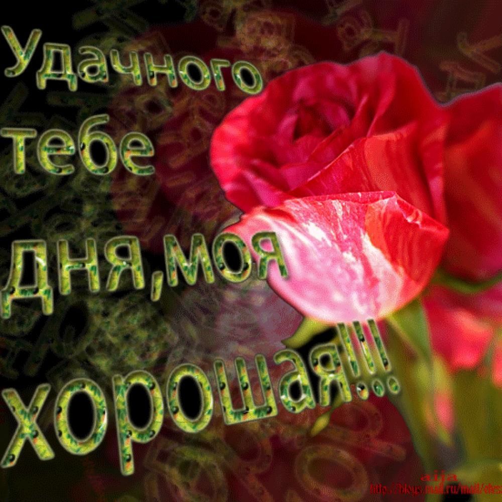 Открытка «Хорошего дня»: Удачного дня, моя хорошая! Нежная роза.. Тэги: пожелание, позитивная, женщина, красивая…