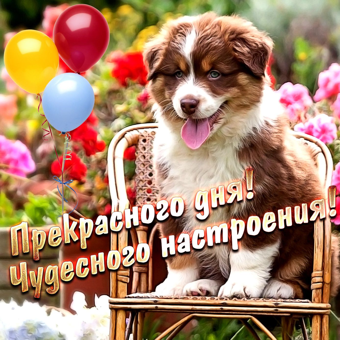 Открытка «Добрый день»: Чудесного дня и настроения с милым щенком. Тэги: Добрый день и добрые пожелания, Добрый день…