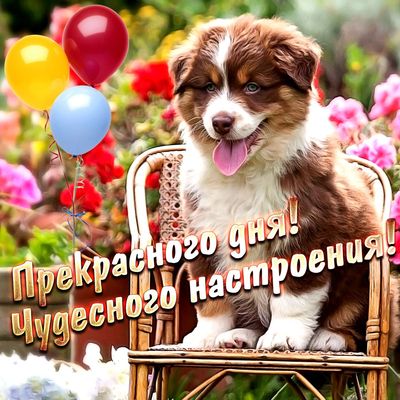 Открытка «Добрый день»: Чудесного дня и настроения с милым щенком. Тэги: Добрый день и добрые пожелания, Добрый день…