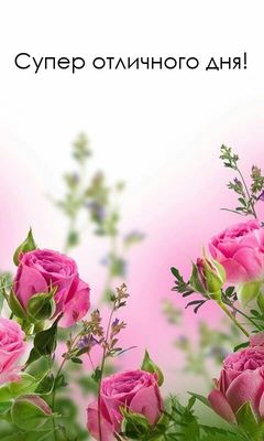 Открытка «Хорошего дня»: Розовые розы: Супер отличного дня!. Тэги: пожелание, позитивная, утро, красивая, цветок…