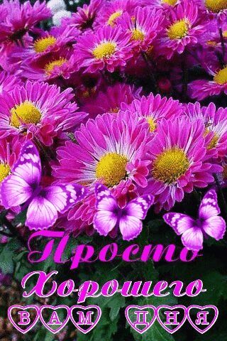 Открытка «Добрый день»: Нежные хризантемы и бабочки для хорошего дня. Тэги: Добрый день и добрые пожелания, Добрый де…