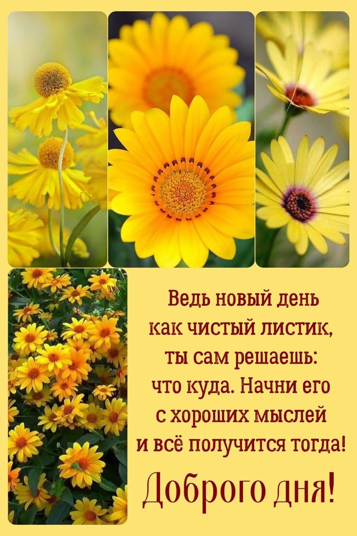 Открытка «Пожелание»: Доброго дня! Красивое пожелание с хорошим настроением. Тэги: красивая, позитив, хорошее настрое…