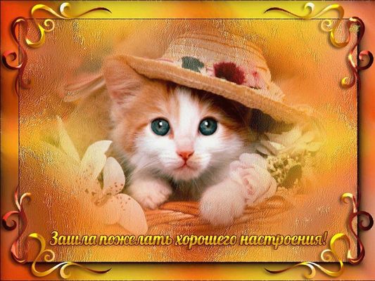 Открытка «Животное»: Хорошее настроение с милым котенком!. Тэги: пожелание, улыбка, красивая, позитив, хорошее настро…