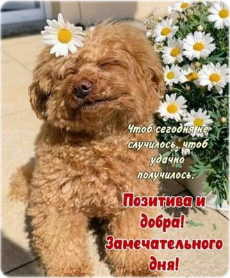 Открытка «Животное»: Позитива и добра! Замечательный день с милой собакой. Тэги: пожелание, улыбка, друг, подруга…