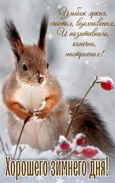 Открытка «Животное»: Хорошего зимнего дня! Улыбки и настроение!. Тэги: пожелание, улыбка, друг, подруга, красивая…