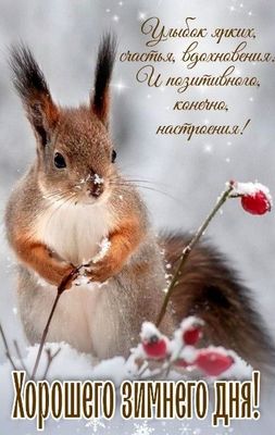 Открытка «Животное»: Хорошего зимнего дня! Улыбки и настроение!. Тэги: пожелание, улыбка, друг, подруга, красивая…