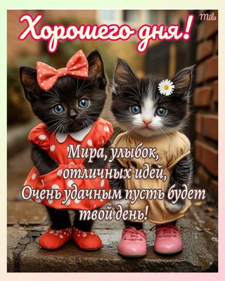 Открытка «Кот»: Хорошего дня! Милые котята и удачные идеи. Тэги: животное, пожелание, отличное настроение, улыбка…