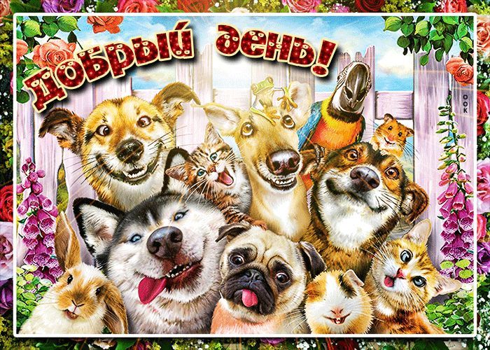 Открытка «Кот»: Добрый день! Улыбки животных для хорошего настроения. Тэги: животное, прикольная, улыбка, красивая…