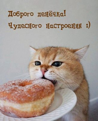 Открытка «Кот»: Доброго денечка! Чудесное настроение и кот. Тэги: животное, пожелание, прикольная, улыбка, друг…