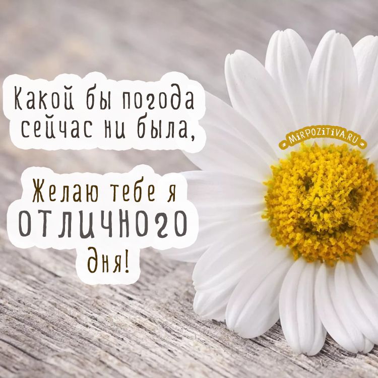 Открытка «Пожелание»: Отличного дня! Красивое пожелание с ромашкой. Тэги: отличное настроение, улыбка, друг, подруга…