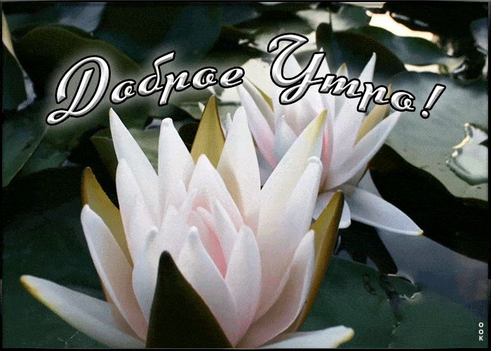 Открытка «Пожелание»: Доброе Утро с нежными кувшинками. Тэги: утро, красивая, позитив, цветок, настроение, нежная…