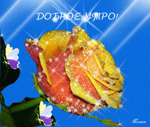 Открытка «Пожелание»: Доброе утро: красивая роза с росой. Тэги: утро, женщина, красивая, позитив, радость, цветок…