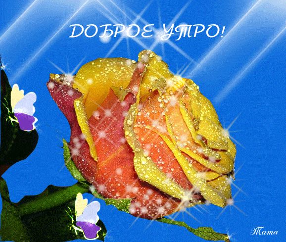 Открытка «Пожелание»: Доброе утро: красивая роза с росой. Тэги: утро, женщина, красивая, позитив, радость, цветок…