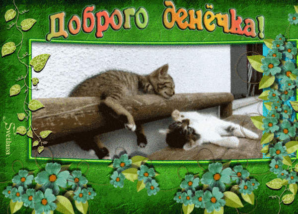 Открытка «Кот»: Доброго денёчка! Милые котики для хорошего настроения. Тэги: животное, пожелание, улыбка, красивая…