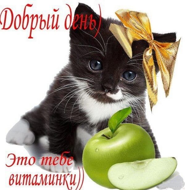 Открытка «Добрый день»: Добрый день! Милый котенок и полезное пожелание. Тэги: Добрый день и добрые пожелания, Добрый…