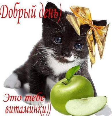 Открытка «Добрый день»: Добрый день! Милый котенок и полезное пожелание. Тэги: Добрый день и добрые пожелания, Добрый…