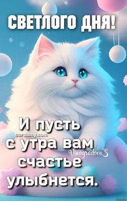 Открытка «Кот»: Светлого дня и доброго утра с милым котиком!. Тэги: животное, пожелание, улыбка, утро, позитив…