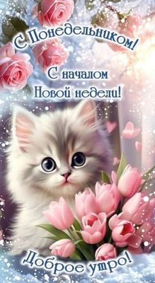 Открытка «Кот»: Доброе утро понедельника! Милый котик и цветы. Тэги: животное, пожелание, утро, красивая, позитив…